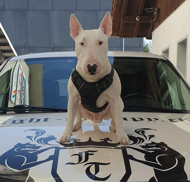 Boxfit-Bern Marco Bürgi